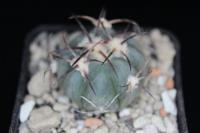 Echinocactus horizonthalonius PD 129
